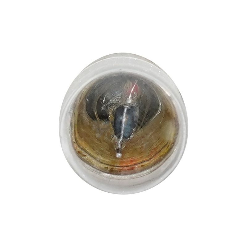 lampada-1-polo-12v-10w